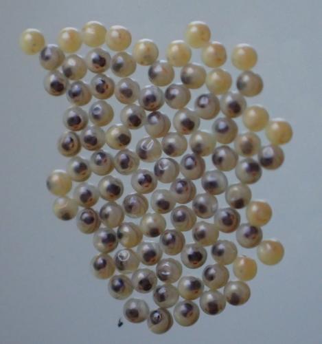 Réf. 261 247 : Spilosoma lubricipeda